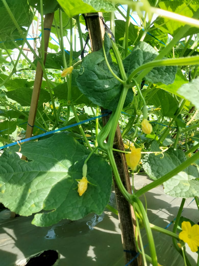 Melon Planting Project in Indonesia